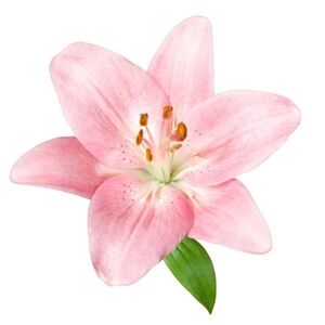 Meet your Posher, Lily